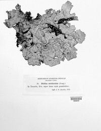 Lobarina scrobiculata image